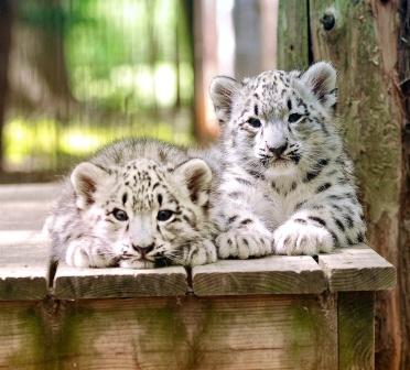 Snow Leopards at the Cape May County Zoo